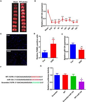 miR-124 Alleviates Ischemic Stroke-Induced Neuronal Death by Targeting DAPK1 in Mice